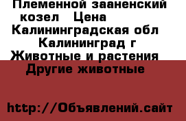 Племенной зааненский козел › Цена ­ 10 000 - Калининградская обл., Калининград г. Животные и растения » Другие животные   